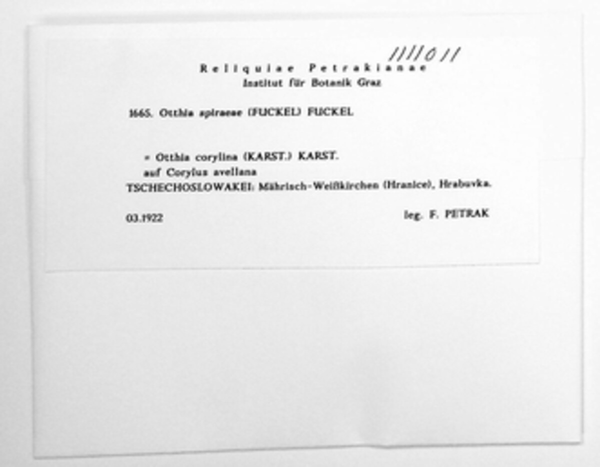 Otthia spiraeae image